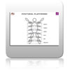 ICE Chart 4 - Postur...