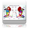 Exercise & Muscle Gu...