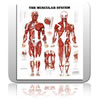 Human Muscular Syste...