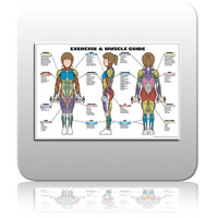 Exercise & Muscle Guide - Female Chart