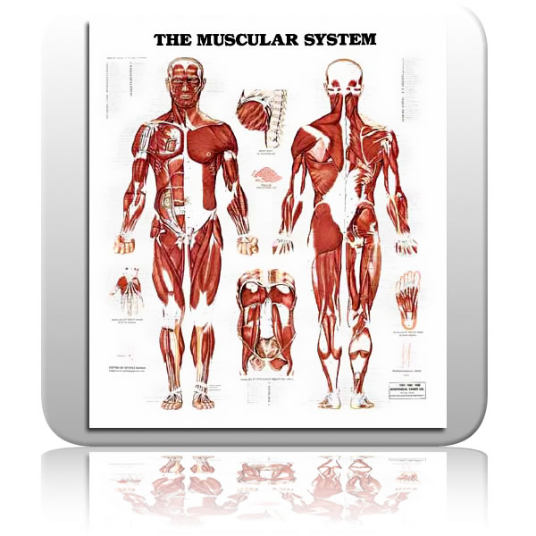 Human Muscular System Chart